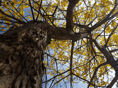 imagem_2022-07-19_093812990