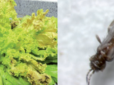 imagem_2022-10-27_125816349