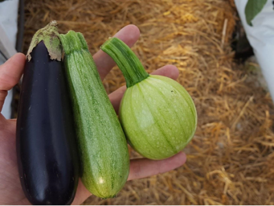 imagem_2022-11-16_140448604