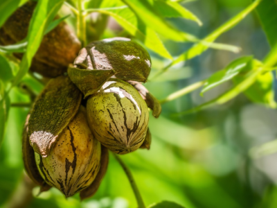 imagem_2022-12-05_125402649