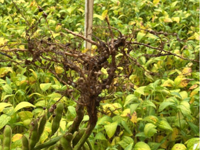 imagem_2024-05-28_141848478