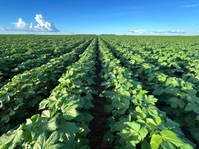 imagem_2024-06-17_142756713