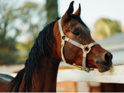 imagem_2024-06-19_143436462