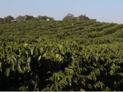 imagem_2024-07-30_104843507