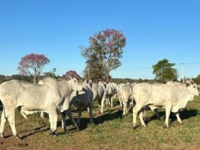 imagem_2024-09-09_091704948