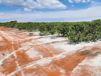 imagem_2025-02-04_151247863