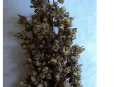 imagem_2025-02-05_105218477