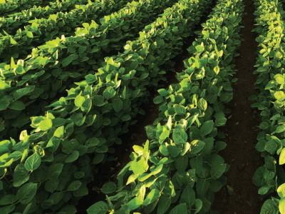 imagem_2025-04-07_134454248