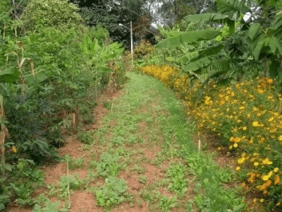 imagem_2025-04-11_110209754