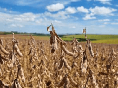 imagem_2025-04-16_093633584