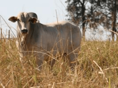 imagem_2025-04-25_132747566