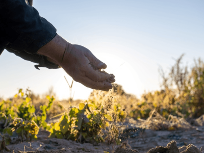 Uma das frentes do ReSolu é a conversão de áreas degradadas para a produção de alimentos, fibra e energia