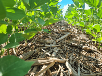 Foto: Antônio Tuca Flores – Naviraí - MS