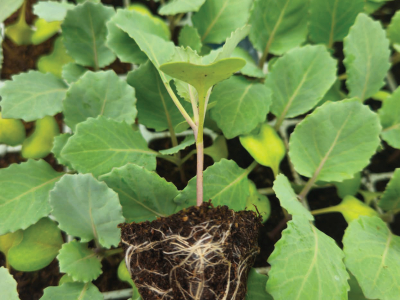 imagem_2025-09-09_110807720