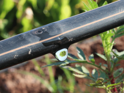 imagem_2025-09-17_103903296