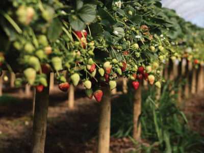 imagem_2025-12-03_153547435