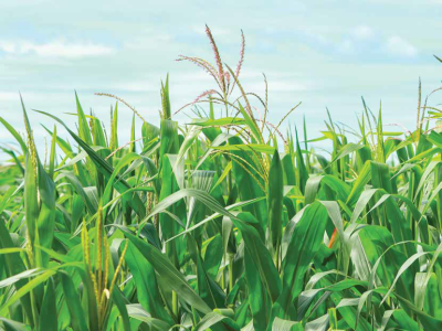 imagem_2026-01-06_142208395