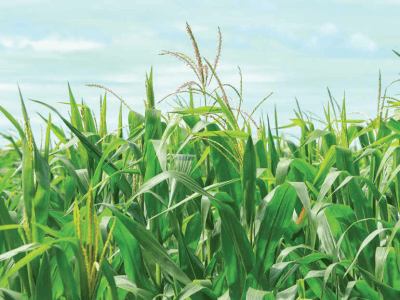 imagem_2026-01-06_142208395