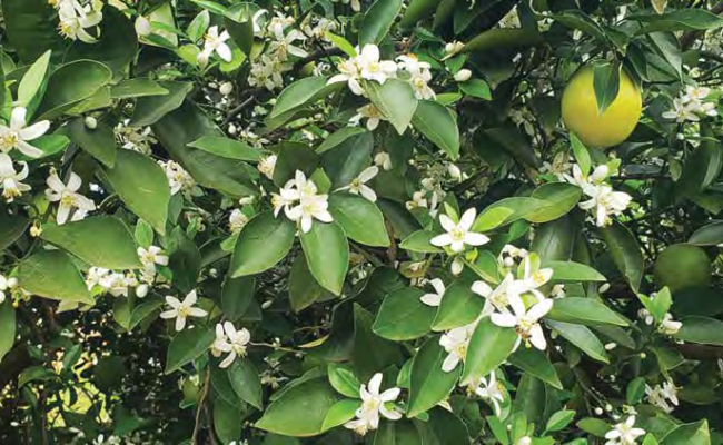 imagem_2026-01-06_165202623