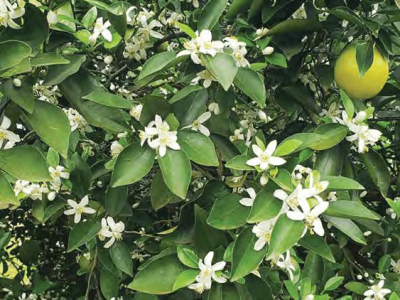 imagem_2026-01-06_165202623