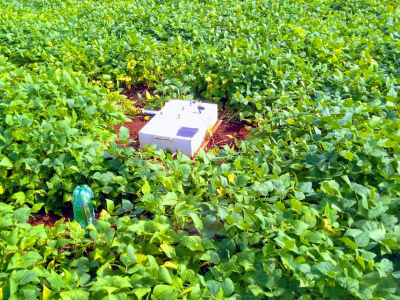 Câmara de captura de emissão de óxido nitroso por lavoura de feijão em sistema ILP. Foto: Márcia Thaís
