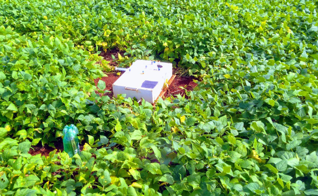 Câmara de captura de emissão de óxido nitroso por lavoura de feijão em sistema ILP. Foto: Márcia Thaís