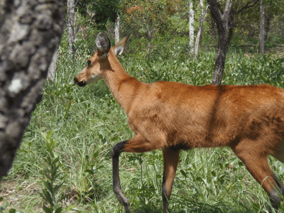 Piúva no Parque Vida Cerrado