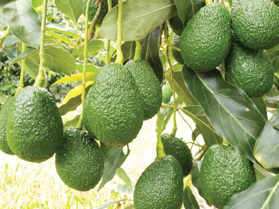 Fotos: Campo de Ouro