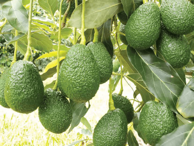 Fotos: Campo de Ouro