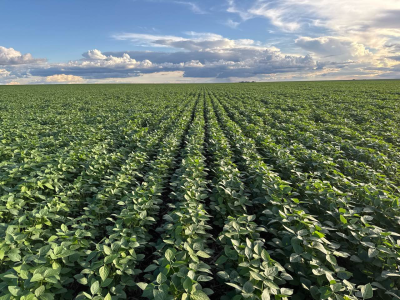 imagem_2026-02-10_141125794