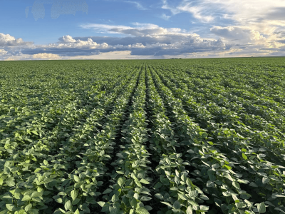 imagem_2026-02-10_141125794