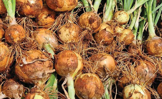 imagem_2026-02-10_150047365