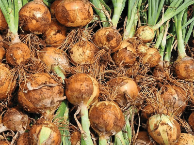 imagem_2026-02-10_150047365