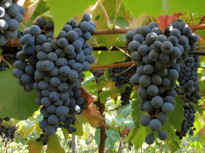 A BRS Antonella apresenta alto potencial produtivo, com produtividade semelhante ou superior às cultivares tradicionais mais plantadas. Foto: Patrícia Ritschel
