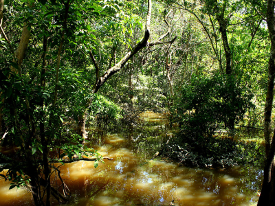 A rica biodiversidade da Amazônia é fonte de recursos estratégicos para novos insumos agrícolas e farmacêuticos, e produtos biotecnológicos de última geração. Foto: Felipe Rosa