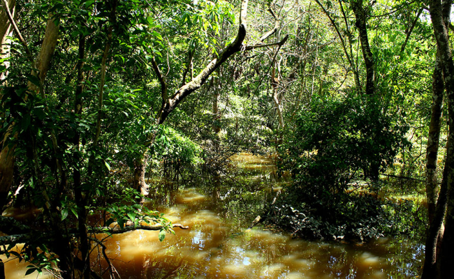 A rica biodiversidade da Amazônia é fonte de recursos estratégicos para novos insumos agrícolas e farmacêuticos, e produtos biotecnológicos de última geração. Foto: Felipe Rosa