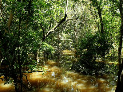 A rica biodiversidade da Amazônia é fonte de recursos estratégicos para novos insumos agrícolas e farmacêuticos, e produtos biotecnológicos de última geração. Foto: Felipe Rosa