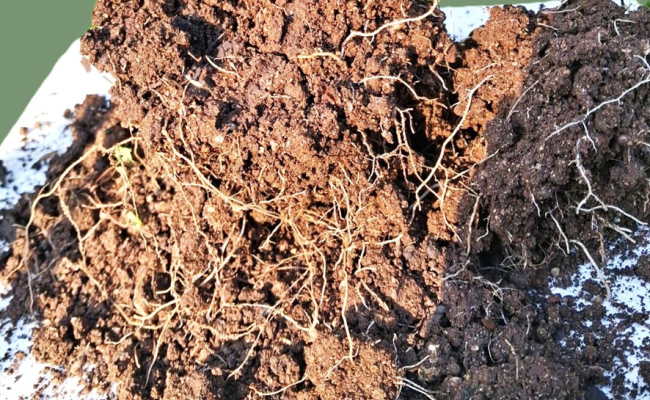 imagem_2026-02-18_083520319