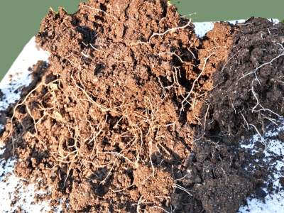 imagem_2026-02-18_083520319