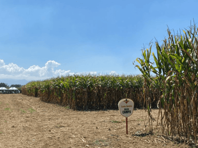 imagem_2026-02-19_072523884