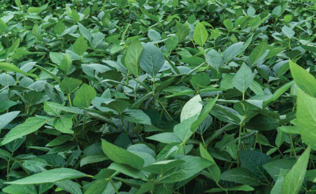 imagem_2026-02-19_143805336