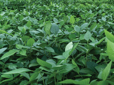 imagem_2026-02-19_143805336