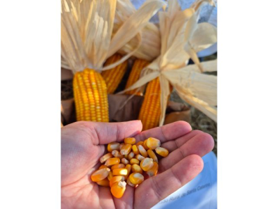 Milho VPA da Epagri é alternativa acessível para pequenos produtores (Foto: Helena Moraes/Epagri)
