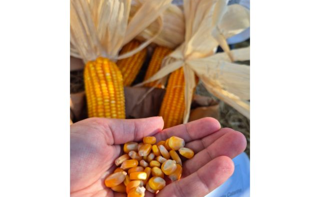 Milho VPA da Epagri é alternativa acessível para pequenos produtores (Foto: Helena Moraes/Epagri)