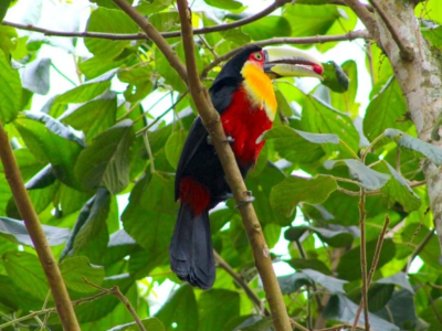 Tucano-de-bico-verde é símbolo do Projeto Aracê Ibá na B4, a bolsa de ação climática / Crédito: Freepik