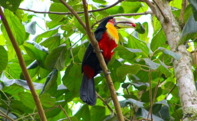 Tucano-de-bico-verde é símbolo do Projeto Aracê Ibá na B4, a bolsa de ação climática / Crédito: Freepik