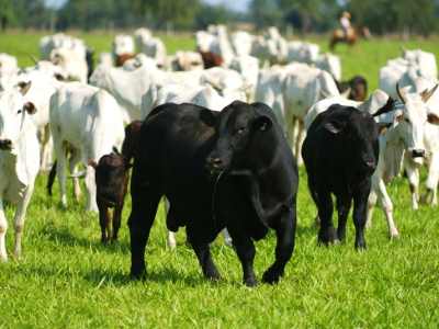 imagem_2026-03-04_084756378