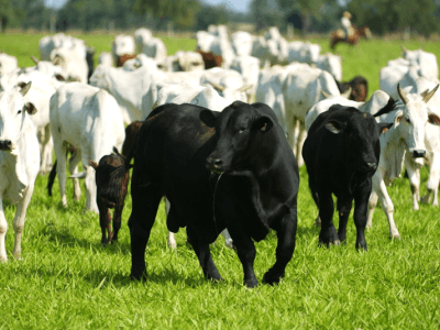 imagem_2026-03-04_084756378