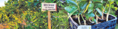 Sergipe Citrus