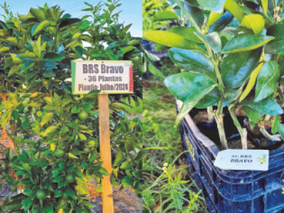 Sergipe Citrus